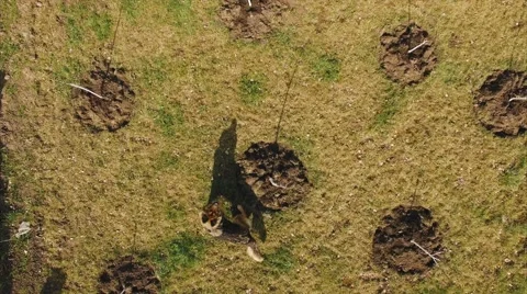 Dog Tries to Catch the Drone Stock Footage 62213417