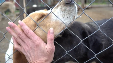 Dog tries to get caress through metal net Stock Footage 87921323