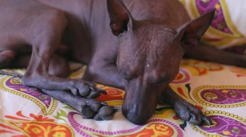Dog tries to sleep Stock Footage 53738810
