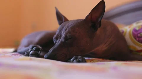 Dog tries to sleep Stock Footage 53738831