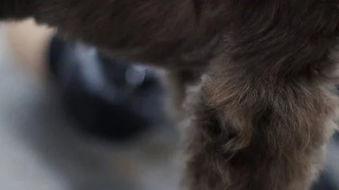 The dog is trimmed Stock Footage 79780395