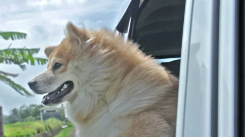 Dog Trip Video stock 36182893