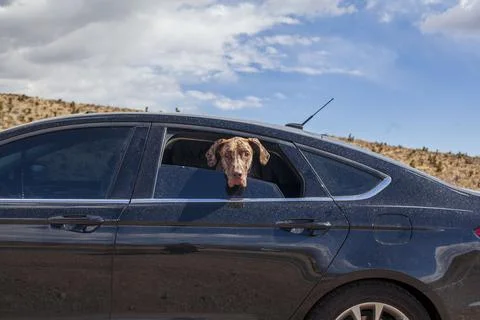 Dog Trips. Stock Photos