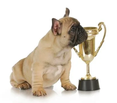 Dog with trophy Stock Photos