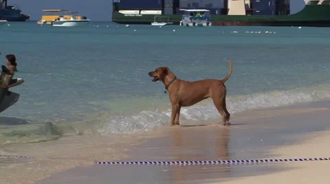 Dog on Tropical Beach Video stock 48819090