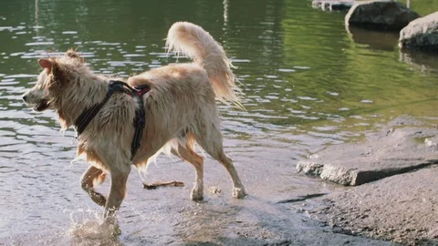 Dog trots through the water Stock Footage 75756989