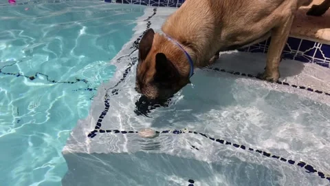 The dog trying to catch a ball out of swimming pool. Stock Footage 170615657