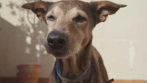Dog trying to catch a fly with his mouth that is bothering him. Stock Footage 231577656
