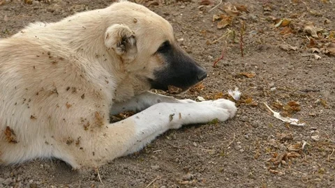 A dog is trying to eat a bone with its front paws, very close-up of the dog.. Stock Footage 254772233