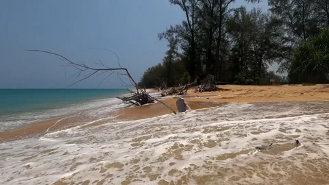 The dog is trying to escape from a big wave among the withered trees. Stock Footage 242166862