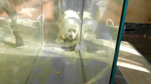 Dog trying to get a mouse from a glass aquarium Stock-Footage 123580933