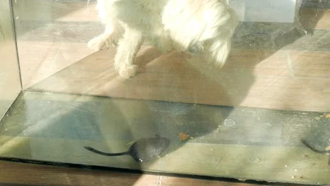The dog is trying to get a mouse sitting behind a glass 스톡 동영상 123580828