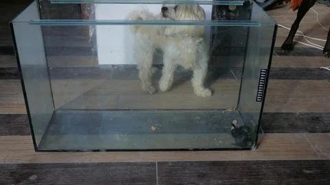The dog is trying to get a mouse sitting behind a glass of a glass aquarium 스톡 동영상 123580869