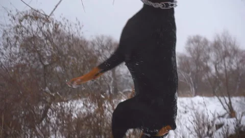 Dog is trying to get  toy that hangs on  tree. Black Doberman plays outside in Stock Footage 100187277