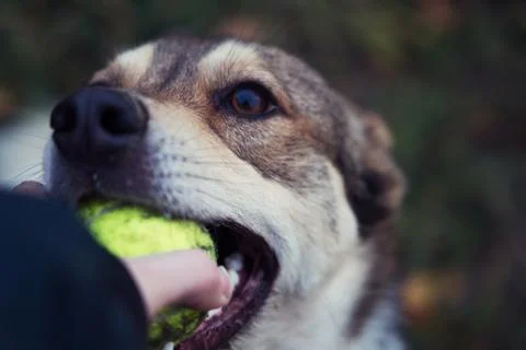 Dog trying to pull the ball out of a human hand. Focus on the face. Stock Photos