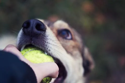 Dog trying to pull the ball out of a human hand. Focus on the face. Stock Photos