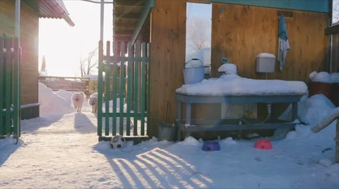 Dog trying to take away a toy from another dog Stock Footage 59794526