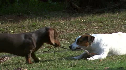 dachshund tug of war