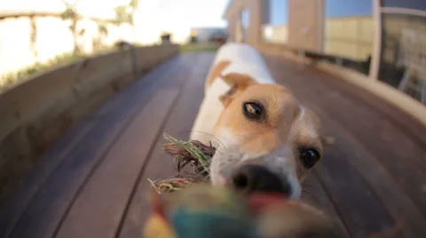 Dog tug-of-war HD Video stock 44619229