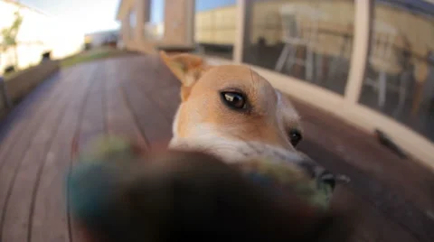 Dog tug-of-war HD Video stock 44619232
