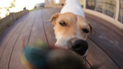 Dog tug-of-war HD  gets a surprise Video stock 44619230