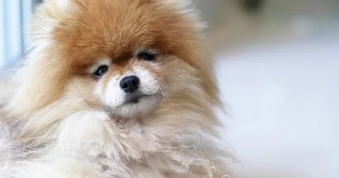 Dog Turns Head with Wondering Expression Stock Footage 74685643