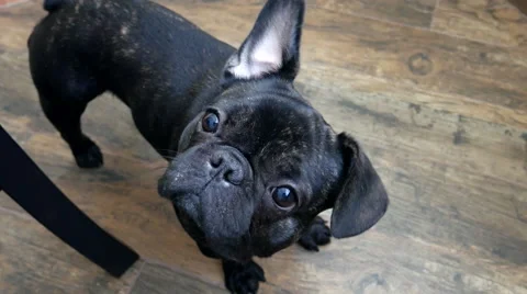 The dog turns his head Stock Footage 64352004