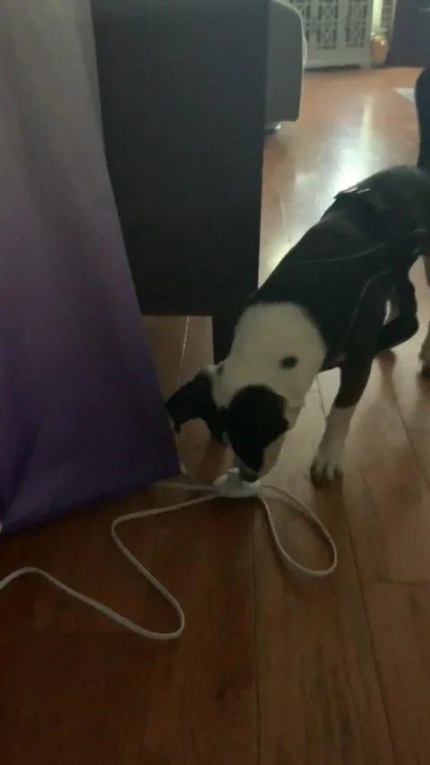 Dog turns on light Video stock 276636254