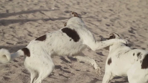 Dog twins Stock Footage 86333510