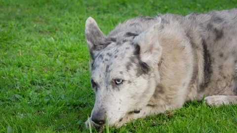 A Dog with two-colored eyes, lying in the grass and chewing on a tree branch. Stock Footage 304793631