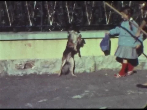 A dog on two legs, trained by owner's family Stock Footage 220489388