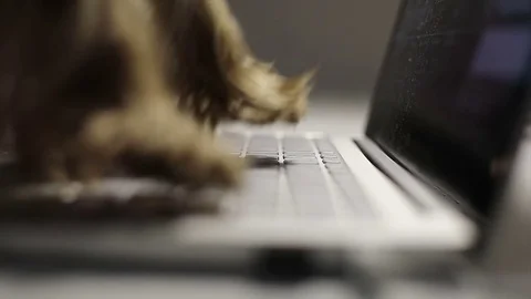 Dog is typing text on a laptop. Stock Footage 78478263