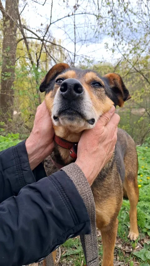 The dog is uncomfortable.A large red dog turns his head away avoid human touch. Stock Footage 335836079