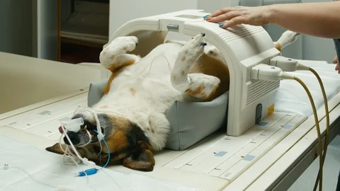Dog Is Unconscious While Veterinarian Performs Magnetic Resonance Imaging. Stock Footage 110715539