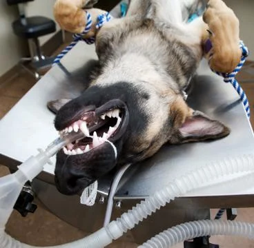 Dog under anesthesia Foto stock