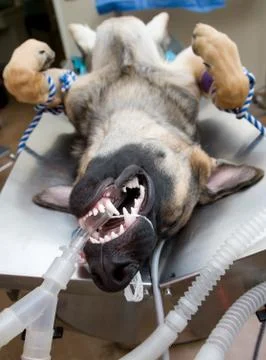 Dog under anesthesia Stock Photos