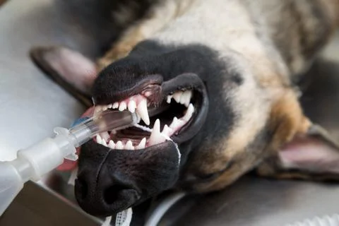 Dog under anesthesia Stock Photos