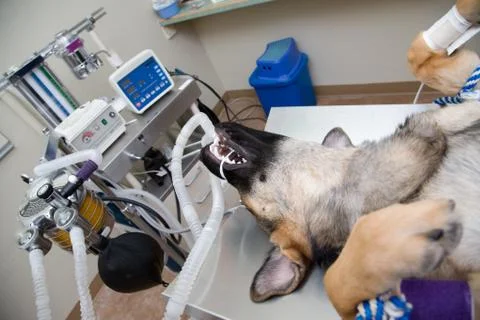 Dog under anesthesia Stock Photos