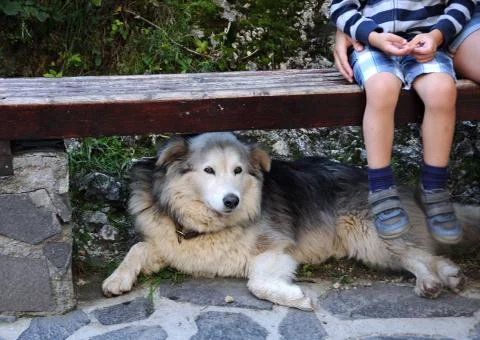 Dog under Bench Stock Photos