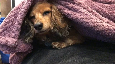 Dog under blanket Stock Footage 87054827