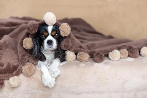 Dog under the blanket Stock Photos