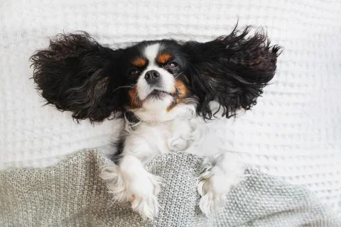 Dog under the blanket Stock Photos