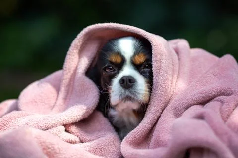 Dog under the blanket Stock Photos