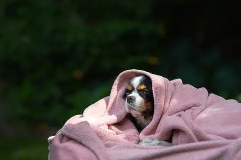 Dog under the blanket Stock Photos