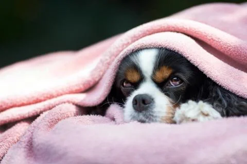 Dog under the blanket Stock Photos