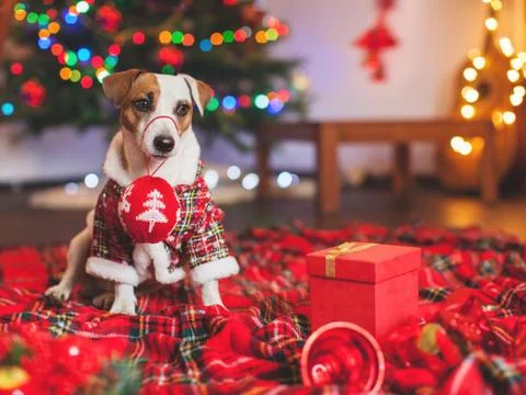 Dog under a christmas tree Stock Photos