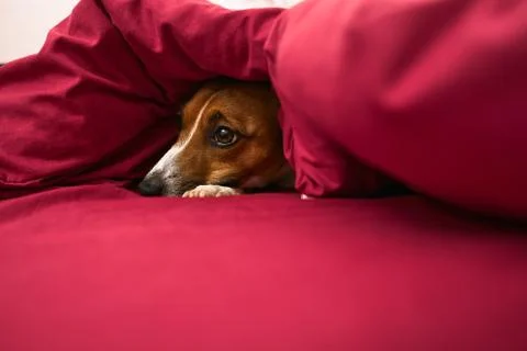 Dog under the covers Foto stock