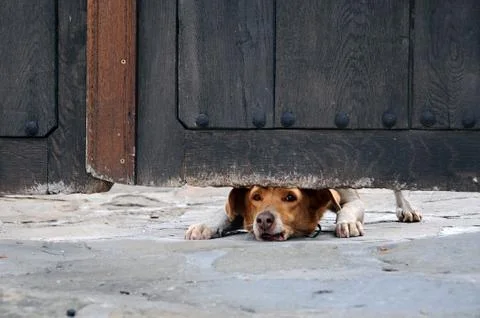 Dog Under the Gate Stock Photos