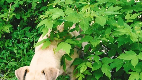 Dog under the green tree Stock Footage 107390118