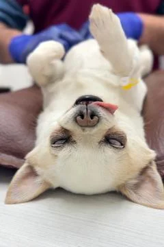 Dog under surgery.  Surgeons performing operation on dog on surgical table. Stock Photos